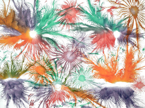 Exploflora Series Nº77