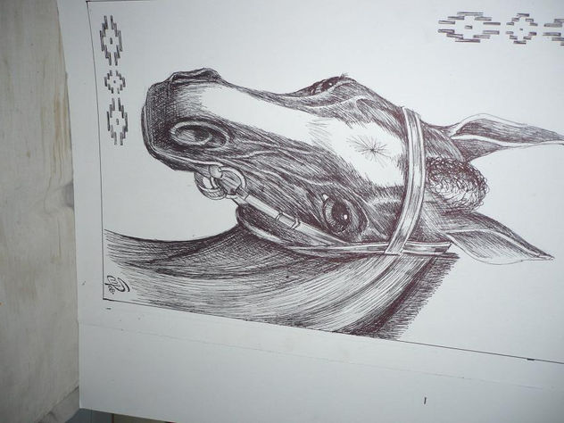 caballo  campo
