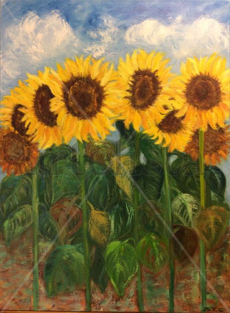 Girasoles en el campo