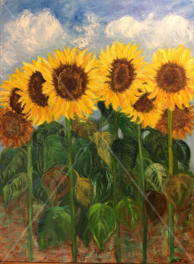 Girasoles en el campo