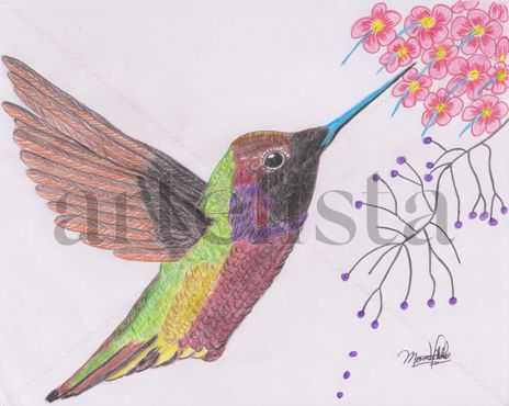 Colibrí