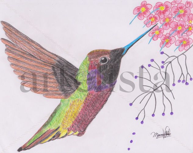 Colibrí