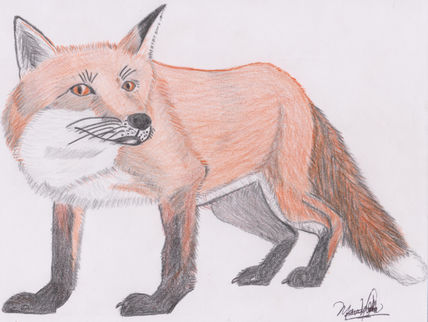 Zorro