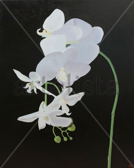 Orquídea