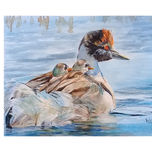 Aves de La Patagonia thumbnail 1