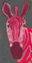 Cebra rosa