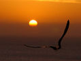 Al Sol solitario