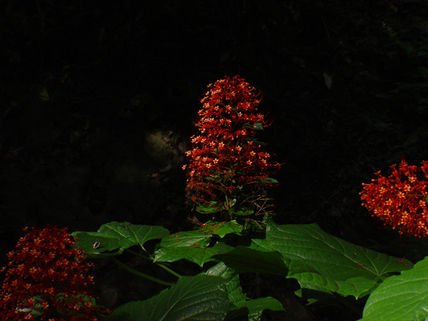 De Rojo