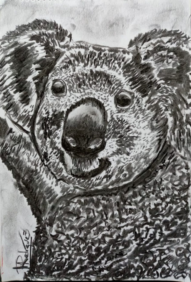 coala coala  ya, año, 2017, constitución, chile.