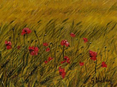 Campo de amapolas  i