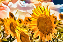 Sunflowers of the Sun