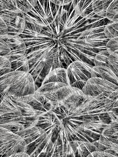 Textura Naturaleza Blanco y Negro (Digital)