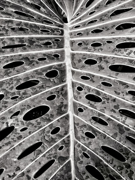 Contraste