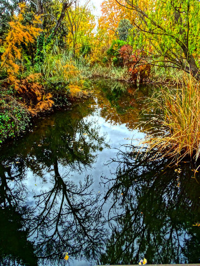 Reflejos Nature Color (Digital)