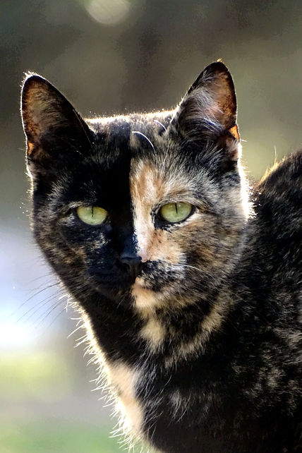 Gato