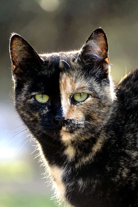 Gato