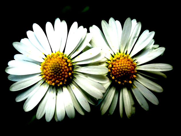 Flores al óleo