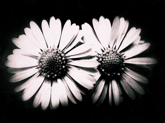 Flores en b/n Nature Black and White (Digital)