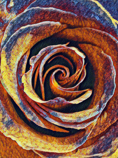 Rosa multicolor Glamour Color (Digital)