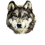Animals thumbnail 1