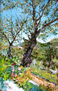 ALMENDROS II