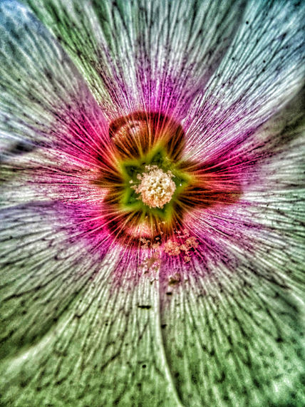 Flor estrellada