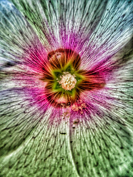 Flor estrellada