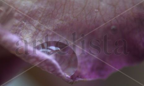 Fotografias MACRO