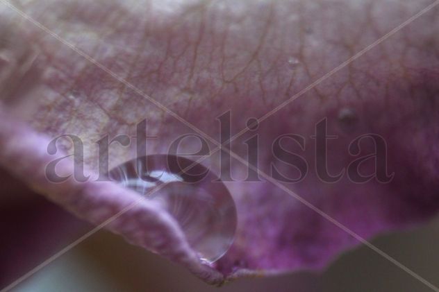 Pétalo de rosa con gota