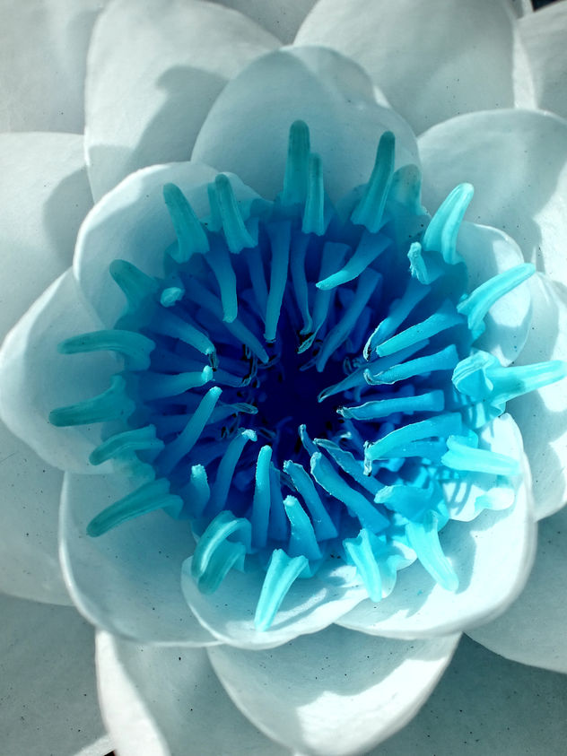 Nenúfar azul