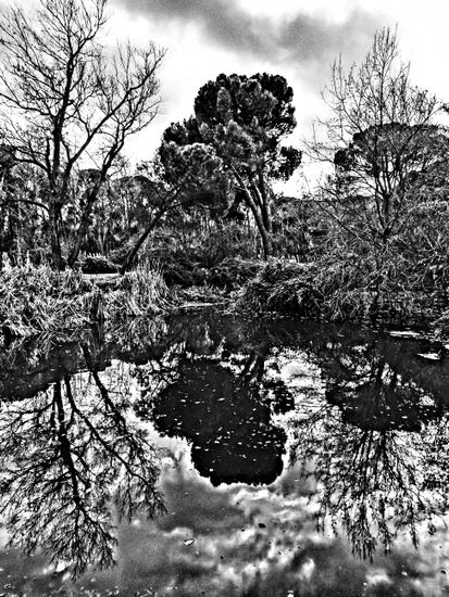 Espejo Naturaleza Blanco y Negro (Digital)