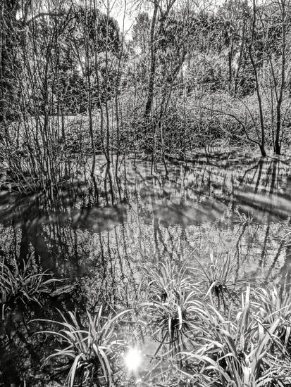 Posible Nature Black and White (Digital)