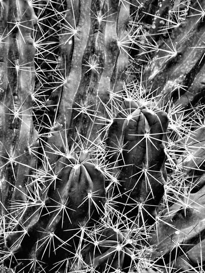 Chispas Naturaleza Blanco y Negro (Digital)