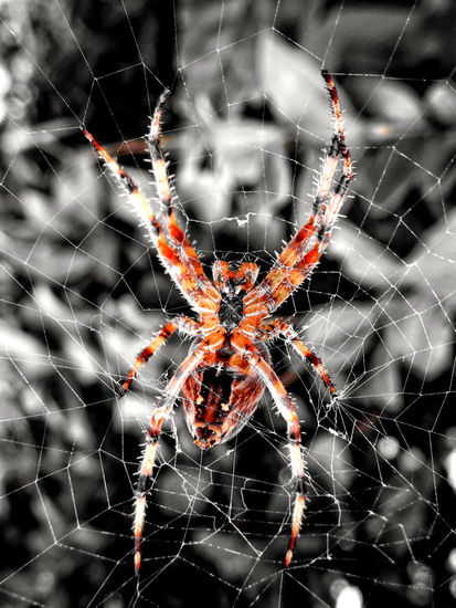 Spider Naturaleza Color (Digital)