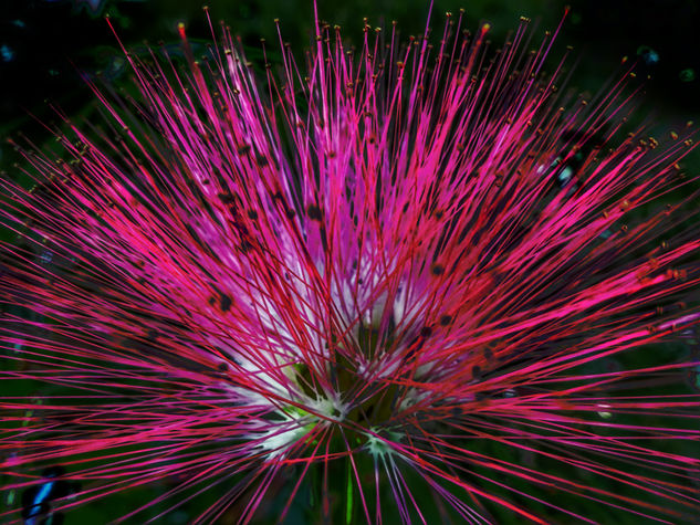 Fotoflor Naturaleza Color (Digital)