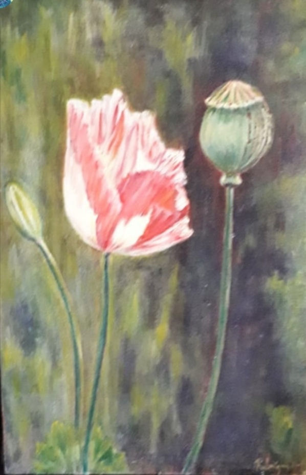 Amapola, (verónica herrera, Talca , chile)