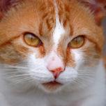 Expresividad Felina - Gatos thumbnail 1