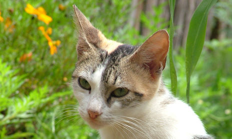 Animales