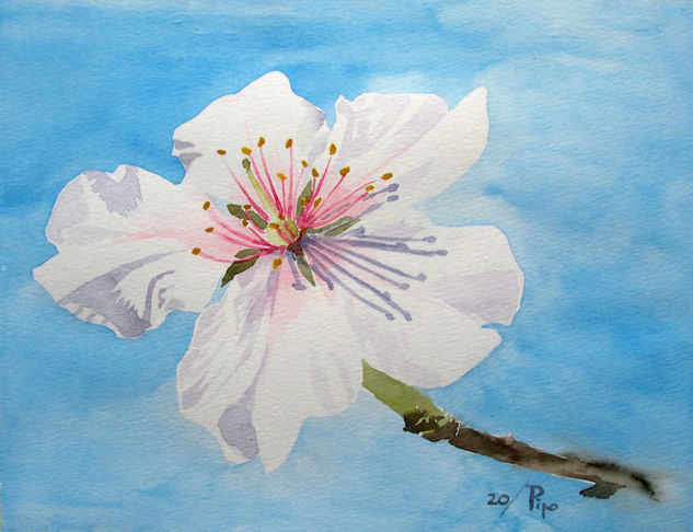 flor de almendro Watercolour Paper Floral Painting