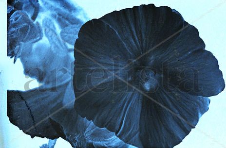 Flor de Campanila