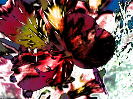 EB67-Alstroemeria