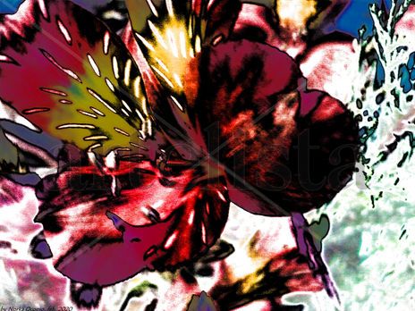 EB67-Alstroemeria