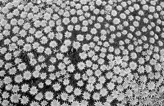 Ritmo floral Naturaleza Blanco y Negro (Química)