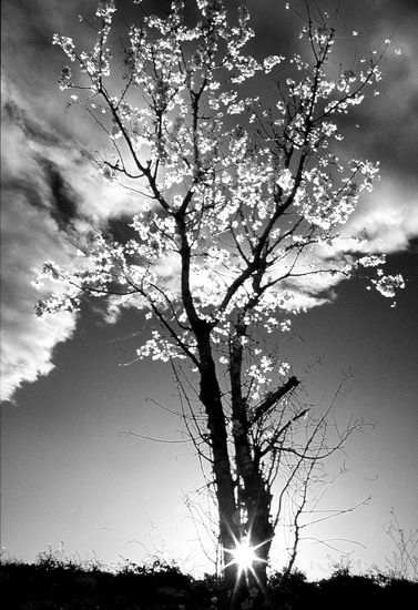 Ocaso entre almendros en flor Nature Black and White (Digital)