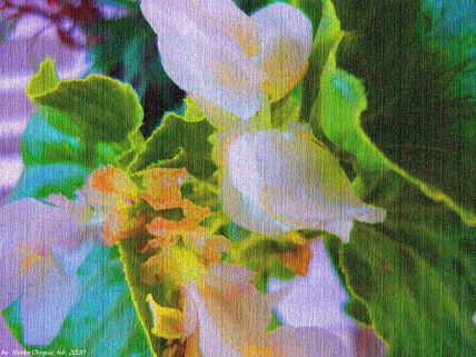 EB67-Begonia