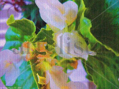 EB67-Begonia