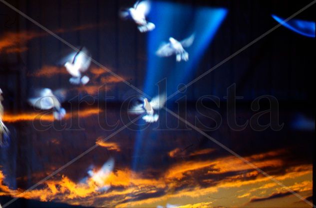 palomas alzando vuelo Naturaleza Color (Química)