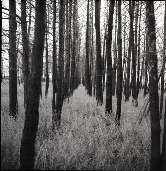 Bosque calcinado Naturaleza Blanco y Negro (Química)