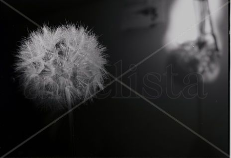 Flor reflejada
