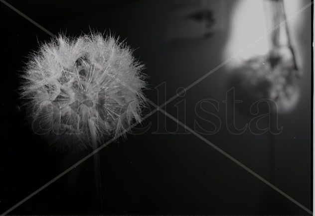Flor reflejada